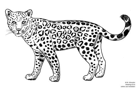 drawing of jaguar - Line art illustrations