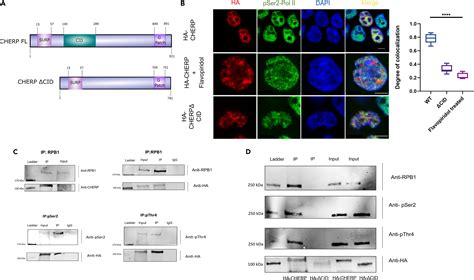 Distinctive interactomes of RNA polymerase II phosphorylation during different stages of ...