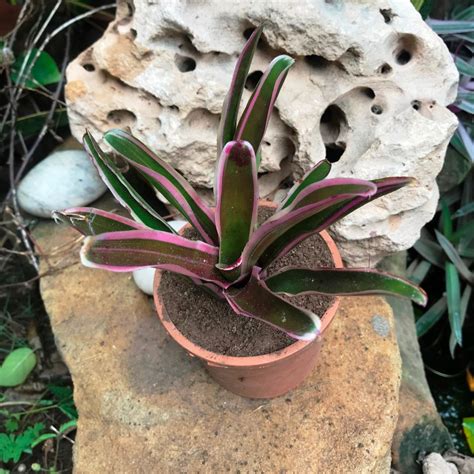 Neoregelia Rosy Fireball – Pink Rosette Bromeliad | myBageecha