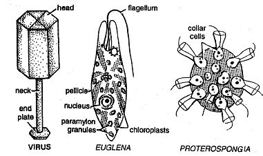 Evidences of Organic Evolution (Part - 2) - Notes, Botany, Class 12 PDF ...