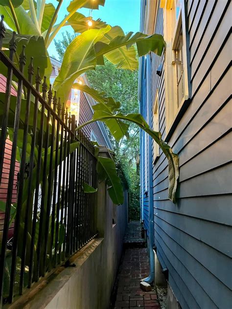 Cozy pathway to the pool (New Orleans Airbnb) : r/CozyPlaces