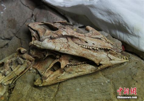 顶级品质，保存完好的 75 毫米非常尖的棘龙恐龙牙齿 - 牙 - Spinosaurus aegyptiacus - Catawiki