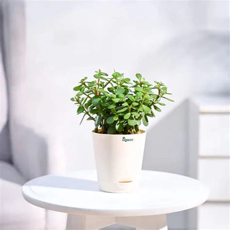 Good Luck Jade Plant With Self Watering Pot – Giftech Global