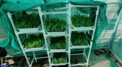 Indian Students Create Soil-Less Farming Technique That Uses 95% Less Water