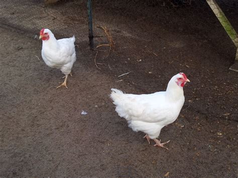 Chicken Breed Focus Rhode Island White | BackYard Chickens - Learn How ...
