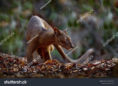 Madagascar Lemur: Over 27,540 Royalty-Free Licensable Stock Photos | Shutterstock