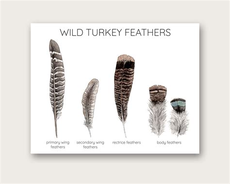 Turkey Feather Printable