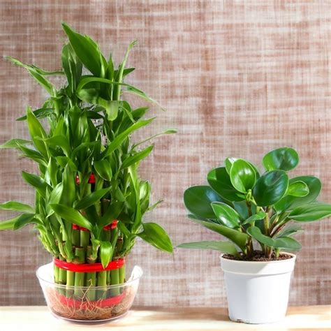 Amulya FARMS & NURSERY Combo of Bamboo 3 layer and Pepperomia green ...