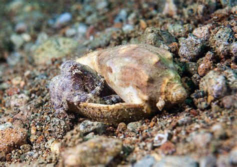 Octopus Shell 的图像结果