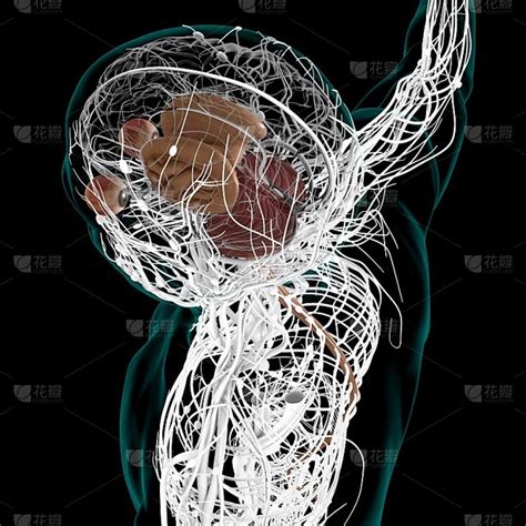 人脑 的图像结果