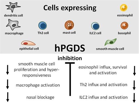 Therapeutic Potential of Hematopoietic Prostaglandin D2 Synthase in ...