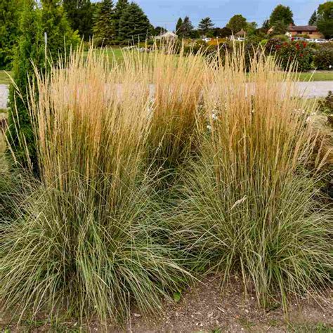 Feather Reed Grass 'Hello Spring'™ - Calamagrostis x acutiflora 'Hello ...