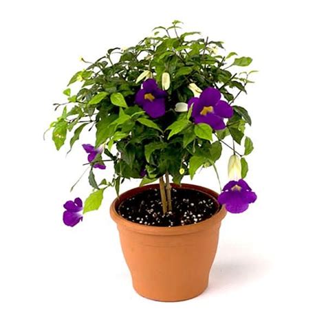 Buy Thunbergia Erecta Nana, Bush Clock Vine (Blue) Plant in 7 inch (18 ...