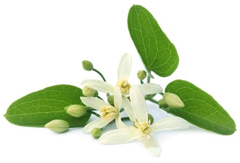 Clematis flammula ou tonnelle de vierge parfumée sur fond blanc | Photo ...