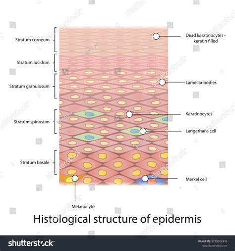 Histological Structure Epidermis Skin Layers Shcematic Stock Vector (Royalty Free) 2278052435 ...