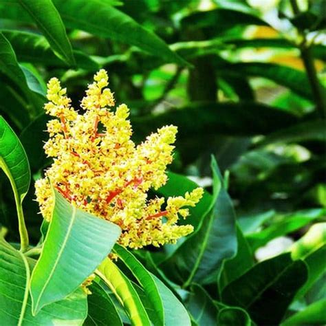 MITU Amrapali Mango Dwarf Grafted Fruit Plant - Healthy Outdoor Plant 1 ...
