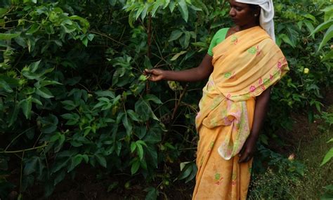 Suvin is “the most luxurious fibre” in Japan, neglected in country of ...