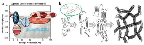 Recent Advancements in 3D Printing of Polysaccharide Hydrogels in ...