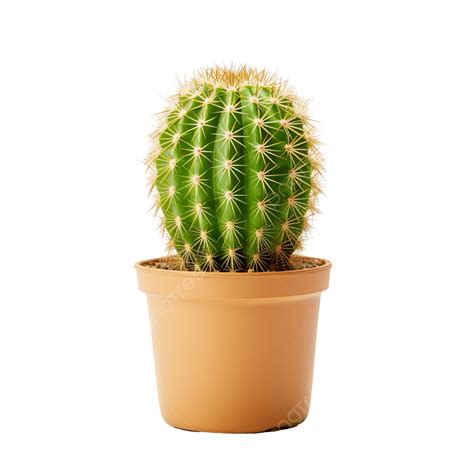 Small Cactus In Pot, Cactus, Flora, Flower PNG Transparent Image and ...