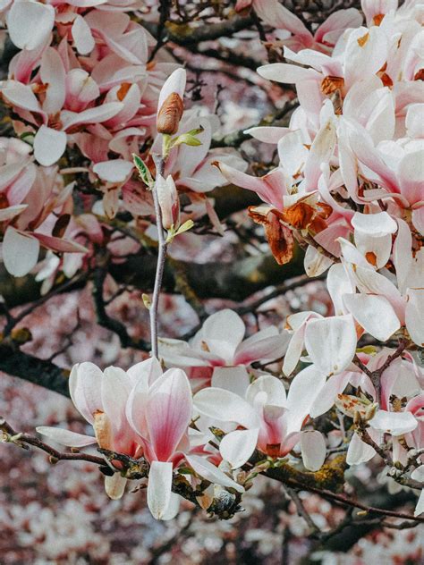 Image result for Magnolia Com