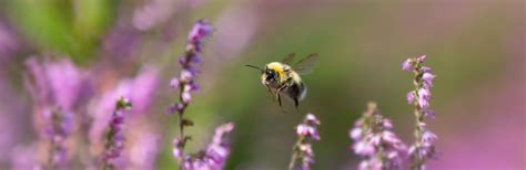 Restore Nature Now march, coach booking., Pontio Arts and Innovation ...