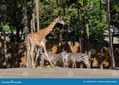 Giraffe and zebras in zoo stock image. Image of brown - 133027523