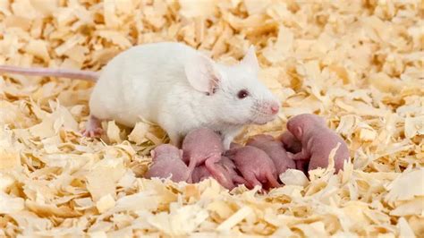 小老鼠图片-白色的小老鼠素材-高清图片-摄影照片-寻图免费打包下载