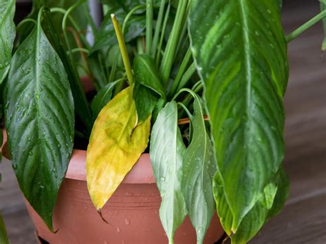 Por qué se ponen amarillas las hojas de mis plantas y cómo solucionarlo