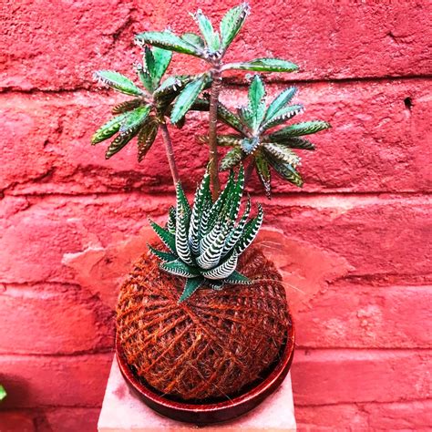 Buy Kokedama Plants Online - MyBageecha