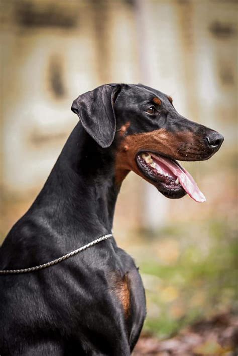 Doberman Scary 的图像结果