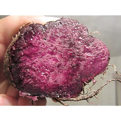 Buy Edible Plant Ratalu Violet Purple Yam Dioscorea Alata Ube, Ubi yam ...