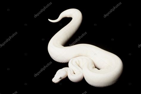 Image result for Leucistic Ball Python