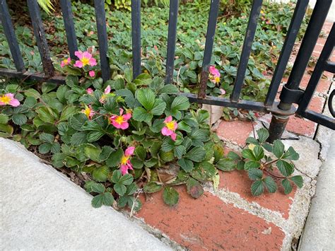 Fragaria chiloensis Beach Strawberry & 'Pink' Hybrid – Neel's Nursery