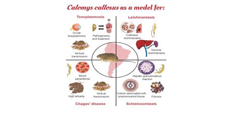 Calomys callosus: An Experimental Animal Model Applied to Parasitic ...