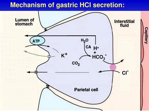 Mechanism Of Gastric Secretion