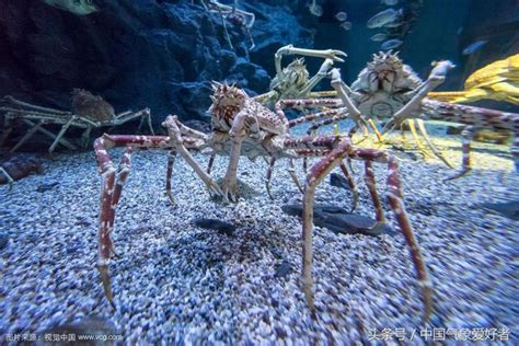 巨型帝王蟹威脅南極生態系統！但中國人想把它們端上餐桌 - 每日頭條
