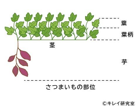 Make Connection in WebSocket JavaScript に対する画像結果