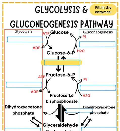Glycolysis & Gluconeogenesis Worksheet - Etsy
