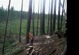 Image result for Domino Tree Falling