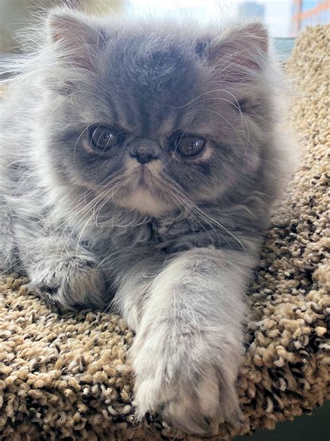 Pelaqita Persian cats and kittens for sale, guarantee, cat breeder