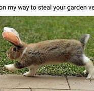 Image result for Our Door Bunnies