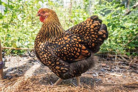 Golden Laced Wyandotte: Breed Profile, Facts & Pictures