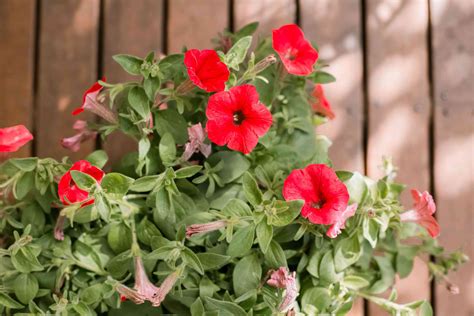 10 Best Flowers for Attracting Hummingbirds