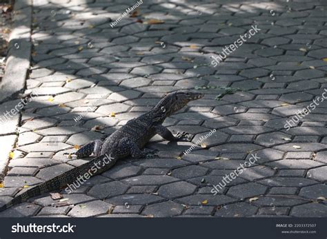 Image result for Monitor Lizard Running Speed