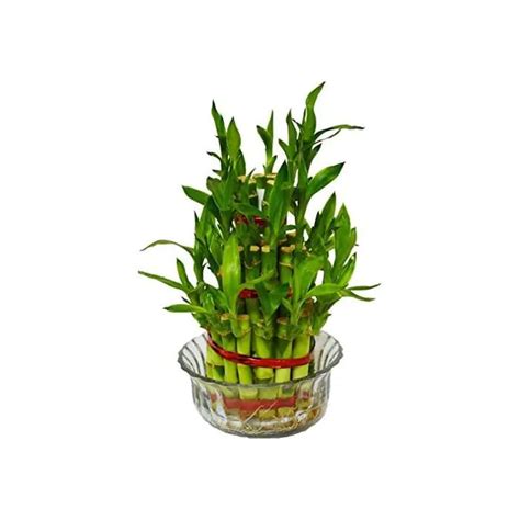 Buy best quality lucky bamboo plant from plantsden in Bangalore – Plantsden