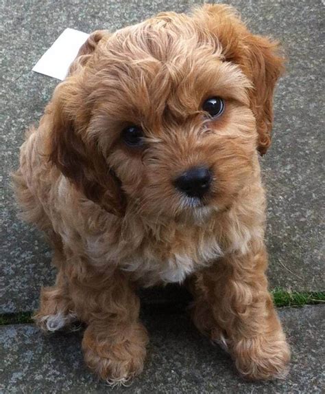 Toy Poodle Miniature Dachshund Mix at Tracy Dibenedetto blog