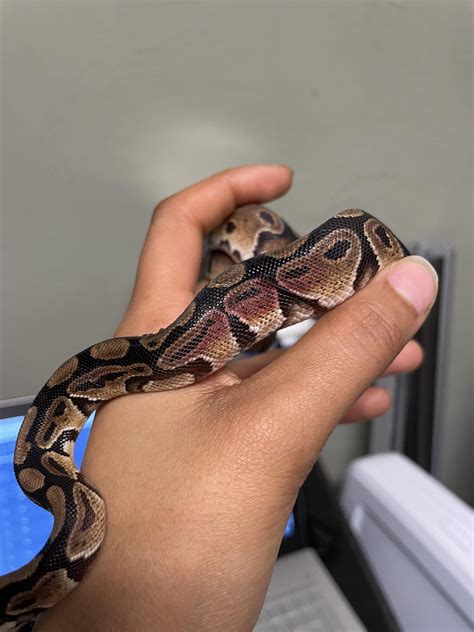 Image result for Red Ball Python