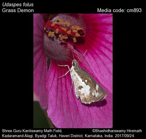 Udaspes folus | Butterfly