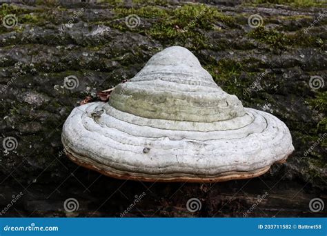 Fungi are Saprophytes and Parasites that Live on Trees in Parks and ...