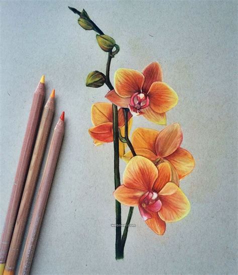 Color Pencil Drawing of Orange Flowers